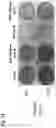 Fig. 29 - ENCAPSULATED POLYNUCLEOTIDES AND METHODS OF USE