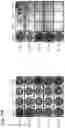 Fig. 33 - ENCAPSULATED POLYNUCLEOTIDES AND METHODS OF USE