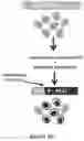 Fig. 04 - Using RNA-guided FokI nucleases (RFNs) to increase specificity for RNA-guided genome editing
