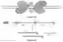 Fig. 14 - Using RNA-guided FokI nucleases (RFNs) to increase specificity for RNA-guided genome editing