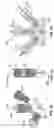 Fig. 19 - Devices and methods for liquid to liquid biological particle concentration