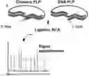 Fig. 01 - RNA templated ligation
