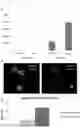 Fig. 12 - RNA templated ligation