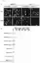 Fig. 22 - RNA templated ligation
