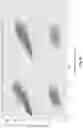 Fig. 19 - Complex surface-bound transposome complexes