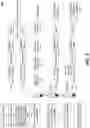 Fig. 03 - Polymerase chain reaction normalization through primer titration