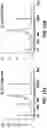 Fig. 16 - Polymerase chain reaction normalization through primer titration