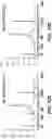 Fig. 17 - Polymerase chain reaction normalization through primer titration
