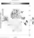 Fig. 23 - Polymerase chain reaction normalization through primer titration