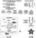 Fig. 03 - Antisense fingerloop DNAs and uses thereof