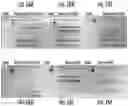 Fig. 18 - Antisense fingerloop DNAs and uses thereof