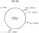 Fig. 06 - Compositions and Methods for Analyzing Immobilized Nucleic Acids