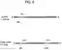 Fig. 08 - Compositions and Methods for Analyzing Immobilized Nucleic Acids
