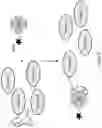 Fig. 06 - BIS-BIOTINYLATION TAGS