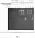 Fig. 03 - Assay for the Rapid Detection of Nucleic Acids via a Modified LAMP Reaction Coupled with Colorimetric Reporter Utilizing a Gold Nanoparticle Peptide Nucleic Acid AuNP-PNA Probe System
