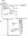 Fig. 07 - Method of improving the movement of a target polynucleotide with respect to a transmembrane pore