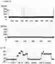 Fig. 15 - Method of improving the movement of a target polynucleotide with respect to a transmembrane pore