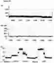 Fig. 17 - Method of improving the movement of a target polynucleotide with respect to a transmembrane pore