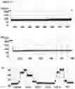 Fig. 20 - Method of improving the movement of a target polynucleotide with respect to a transmembrane pore