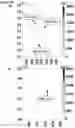 Fig. 27 - Method of improving the movement of a target polynucleotide with respect to a transmembrane pore
