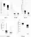 Fig. 06 - Methods and compositions for DNA profiling