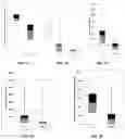 Fig. 12 - Methods and compositions for DNA profiling
