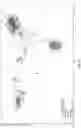 Fig. 24 - Methods and compositions for DNA profiling