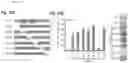 Fig. 46 - NcRNA and uses thereof