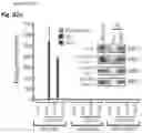 Fig. 64 - NcRNA and uses thereof