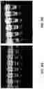 Fig. 09 - SYSTEM AND METHOD FOR DETERMINING COPIES-PER-UNIT-VOLUME USING PCR AND FLOW CONTROL OF DROPLETS