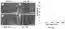 Fig. 09 - Electrospun nanofibers