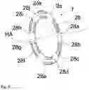 Fig. 09 - Disc brake and brake application device for commercial vehicles