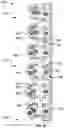 Fig. 17 - Adjustable light stack
