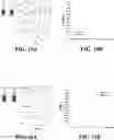 Fig. 08 - Core-shell nanofiber textiles for strain sensing, and methods of their manufacture