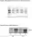 Fig. 08 - SIMPLE FIXATION AND STABLISATION