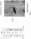 Fig. 02 - COMPOSITIONS AND METHODS FOR DETECTING CARDIOTOXICITY
