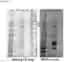 Fig. 06 - Optimizing diagnostics for galactofuranose containing antigens