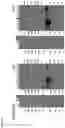 Fig. 09 - Optimizing diagnostics for galactofuranose containing antigens