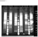 Fig. 11 - Optimizing diagnostics for galactofuranose containing antigens