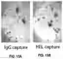 Fig. 19 - Methods for assaying cellular binding interactions