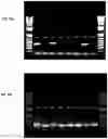 Fig. 25 - Methods for assaying cellular binding interactions