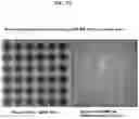 Fig. 13 - Method for rapid accurate dispensing, visualization and analysis of single cells