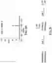 Fig. 06 - Methods for characterizing disulfide bonds