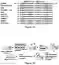 Fig. 02 - COMPOSITIONS AND METHODS FOR ASSESSING PAINFUL DEMYELINATING AND NONDEMYELINATING DISEASES