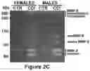 Fig. 04 - COMPOSITIONS AND METHODS FOR ASSESSING PAINFUL DEMYELINATING AND NONDEMYELINATING DISEASES