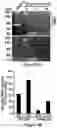 Fig. 05 - COMPOSITIONS AND METHODS FOR ASSESSING PAINFUL DEMYELINATING AND NONDEMYELINATING DISEASES