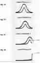 Fig. 03 - Directional array with alternating short and long detectors