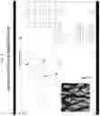 Fig. 05 - Optically variable film, apparatus and method for making the same
