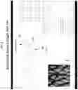 Fig. 07 - Optically variable film, apparatus and method for making the same