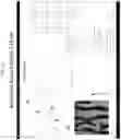 Fig. 11 - Optically variable film, apparatus and method for making the same
